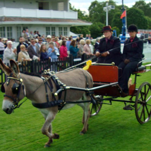 Joanne Parrett driving Rikita Du Bocage to a Bennington Buccaneer at the BDS show Windsor